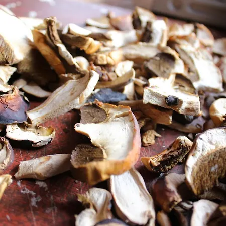 Affittacamere Skhovanka Dovbusha Myhove